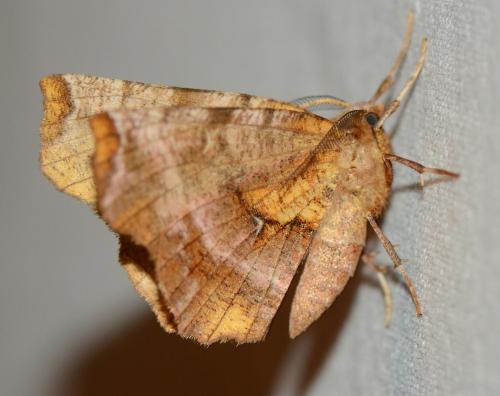 Réf. 176 784 : Selenia dentaria