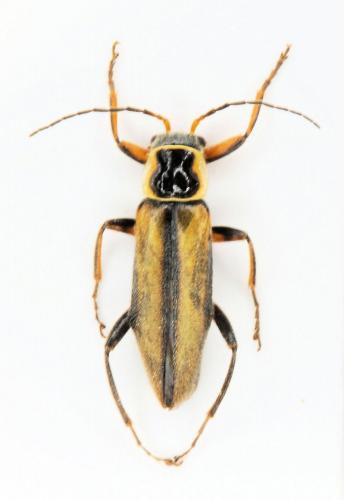 Boveycantharis unguiculata