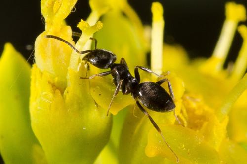 Tapinoma sp.