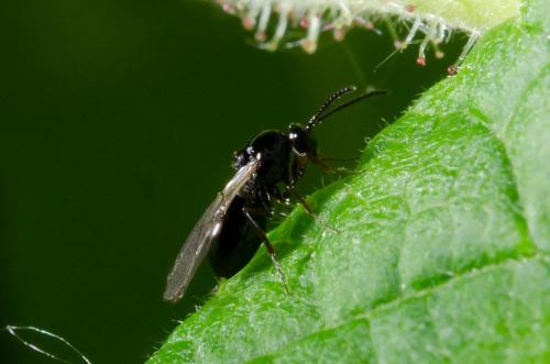 Réf. 176 357 : Eucoilinae inconnu