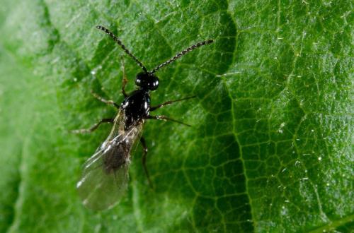 Réf. 176 358 : Eucoilinae inconnu