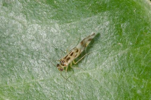 Graphopsocus cruciatus