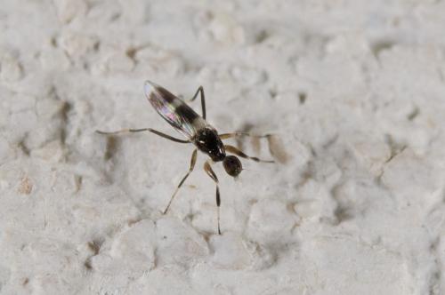 Réf. 176 524 : Tachydromia sp.