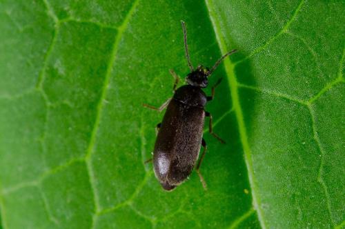 Scraptia dubia