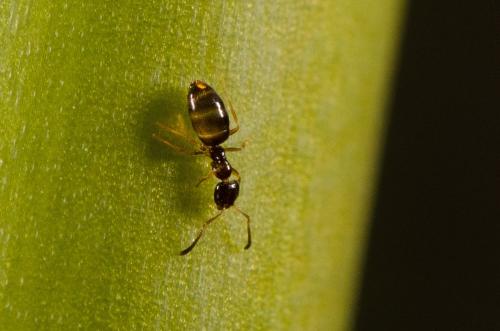 Plagiolepis sp.