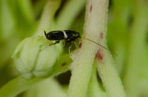 Planuncus vinzi