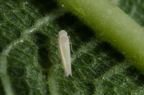 Typhlocybinae
