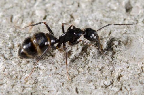 Réf. 176 607 : Camponotus aethiops