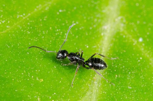 Réf. 176 673 : Camponotus piceus