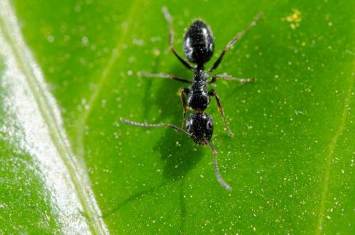 Camponotus piceus