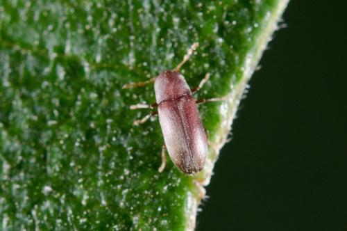 Réf. 176 359 : Gastrallus sp.