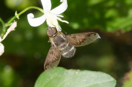 Hemipenthes velutina