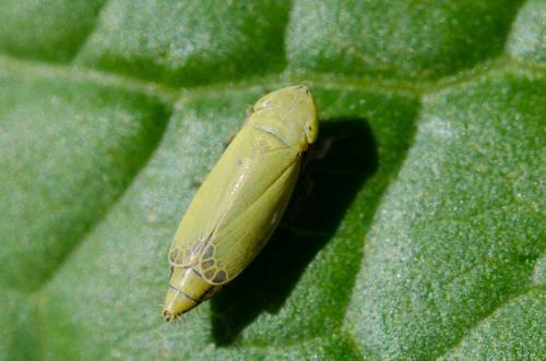 Réf. 176 405 : Deltocephalinae inconnu