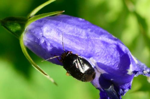 Strongylocoris sp.