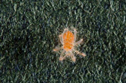 Erythracarus epigeus