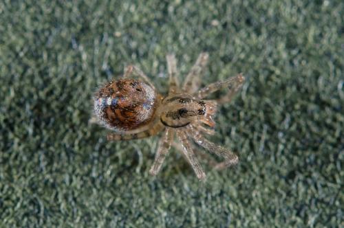 Réf. 176 905 : Tegenaria sp.