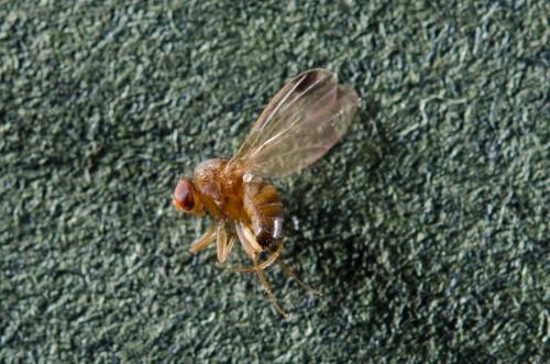 Réf. 176 906 : Drosophila suzukii