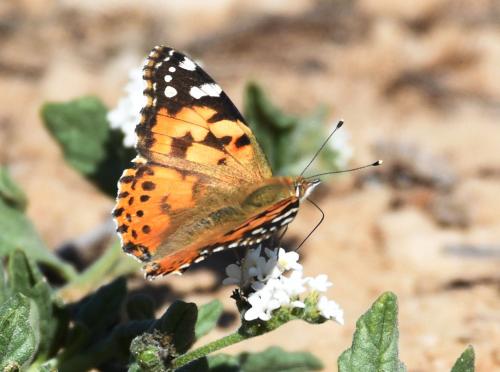 Réf. 176 133 : Vanessa cardui