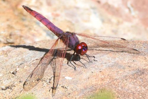 Trithemis annulata