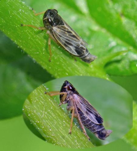 Evacanthus sp.