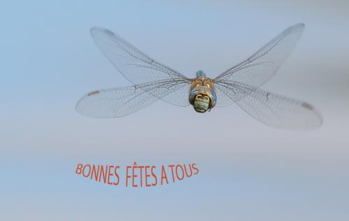 Aeshna mixta