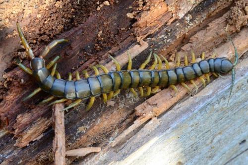 Réf. 176 883 : Scolopendra cingulata