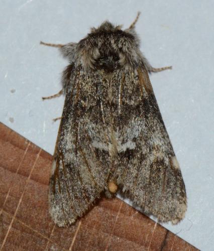 Drymonia dodonaea
