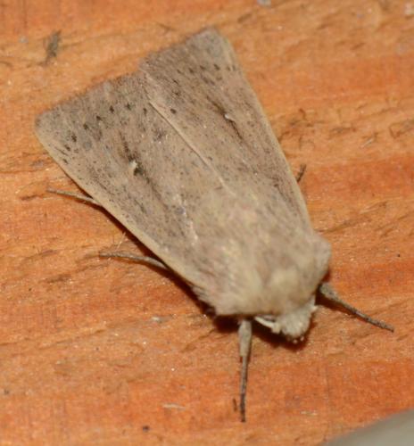 Mythimna sicula