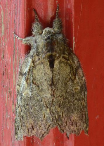 Peridea anceps
