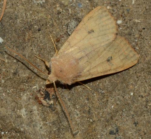 Réf. 176 936 : Agrochola circellaris