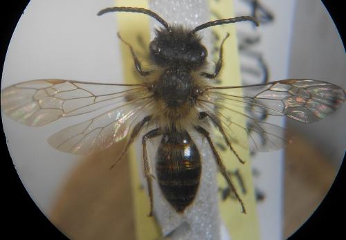 Réf. 176 149 : Andrena trimmerana