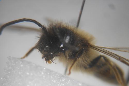 Réf. 176 150 : Andrena trimmerana