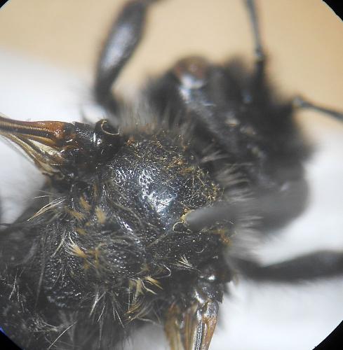 Andrena sp.