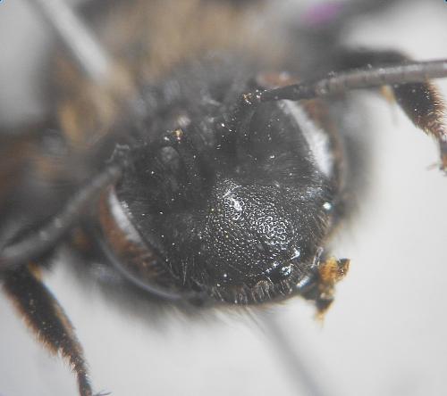 Andrena sp.
