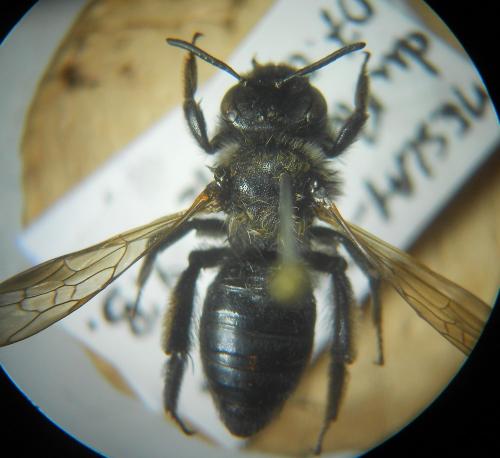Andrena sp.