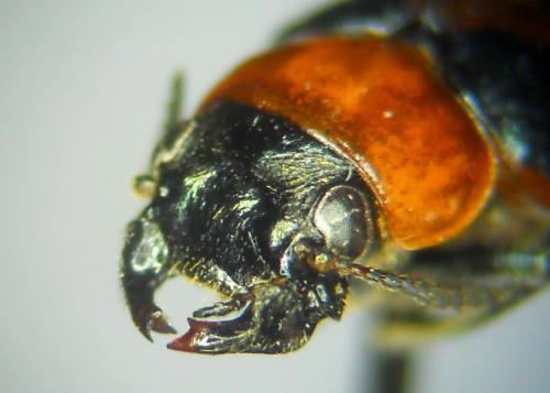 Réf. 176 503 : Coptocephala linnaeana