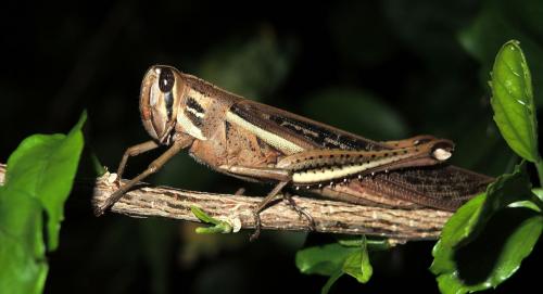 Schistocerca sp.