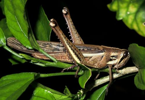 Schistocerca sp.