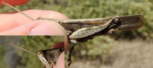 Schistocerca sp.