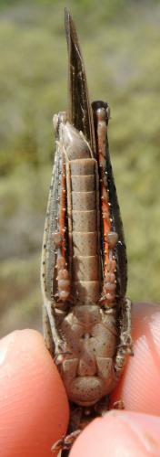 Schistocerca sp.