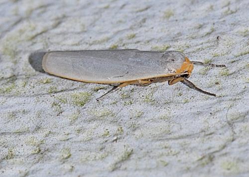 Réf. 176 620 : Eilema caniola