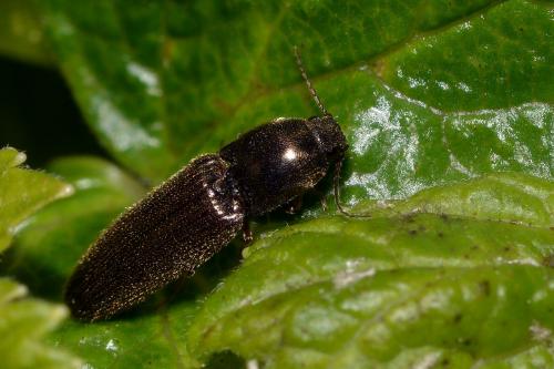Réf. 176 491 : Cidnopus sp.