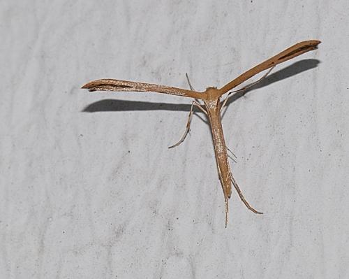 Réf. 176 552 : Emmelina sp.