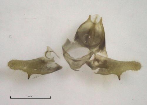 Réf. 176 553 : Eriocottis paradoxella