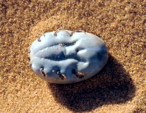 Réf. 176 633 : Hyalomma sp.
