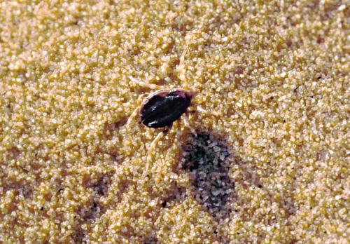 Réf. 176 635 : Hyalomma sp.