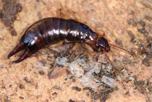 Euborellia sp.