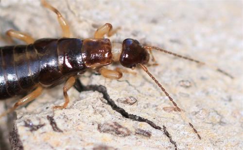 Euborellia sp.