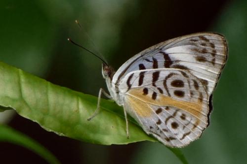 Eunica sophonisba
