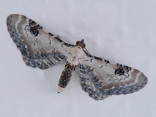 Eupithecia centaureata